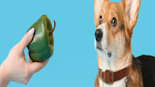 Can Dogs Eat Bell Peppers? Safe Prep, Benefits & What to Avoid