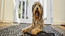 Adopt a Dog: 7 Steps to Finding Your Perfect New Best Friend