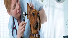 Gentamicin for Dogs & Cats: What It Treats & How to Administer