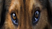 Conjunctivitis in Dogs: Symptoms, Causes & How to Treat Pink Eye