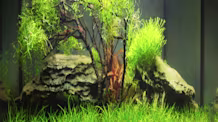 Master Dwarf Hairgrass Care: Create a Stunning Aquarium Carpet