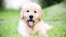 Puppy Dandruff: Effective Solutions for Dry, Flaky Puppy Skin