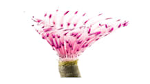 Keep Feather Dusters Thriving: Habitat, Diet, & Water Care Guide