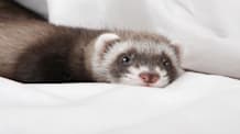 Ferrets: Amazing Facts & Essential Care Tips for Happy Pet Owners