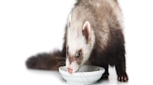 Best Ferret Food: What to Feed Your Ferret for Optimal Health