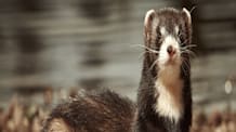Ferret Odor Solutions: Eliminate Musky Smells & Enjoy a Fresh Home