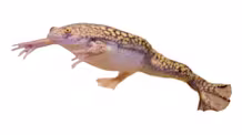 Freshwater Amphibian Care: Ultimate Tank, Food & Habitat Guide