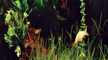 Your Guide to Healthy Freshwater Aquarium Plants & Thriving Fish