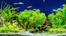 Freshwater Aquarium Setup: A Step-by-Step Guide for Beginners
