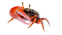 Freshwater Crab Care: Tank Setup, Diet & Thriving Habitat Guide