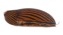 Freshwater Snails: Ultimate Care Guide for a Thriving Aquarium