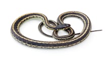 Garter & Water Snake Care: Help Your Pet Thrive! Habitat, Food, Health