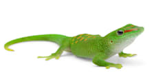 Raise a Thriving Giant Day Gecko: Habitat, Food & Health Guide