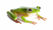 How to Care for Green Tree Frogs: Habitat, Food, & Health