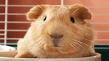 Guinea Pig Diseases: Spot Early Signs, Prevent & Keep Them Healthy