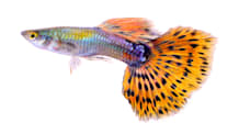 Guppy Care: Tank Setup, Feeding, & Compatibility for Beginners