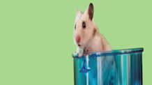 Hamster Cage Cleaning: Daily, Weekly, Monthly for a Happy Pet