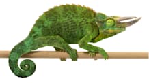 Jackson's Chameleon Care: Thrive Guide for Food, Habitat & Health