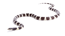 Kingsnake Care: Your Complete Guide to Food, Habitat & Health