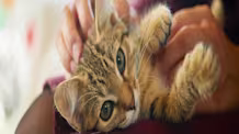New Kitten Vet Visit: Your Guide to a Stress-Free First Checkup