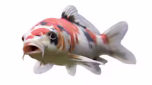 Mastering Koi Care: Optimal Tank, Food, Water Quality & Health Tips
