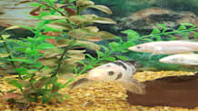 Build Your Outdoor Fish Pond: Setup, Care & Maintenance Guide