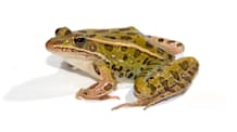 Terrestrial Frog Care: Habitat, Food & Health for a Thriving Pet