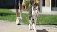 Leash Train Your Cat: Your Guide to Safe & Fun Outdoor Adventures