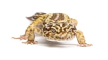 Leopard Gecko Care: The Ultimate Guide to Habitat, Food & Health
