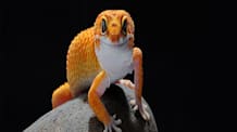 Leopard Gecko Sexing: Master Identifying Male & Female Geckos
