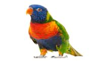 Lory & Lorikeet Care: Nectar Diet, Habitat & Behavior for Happy Birds