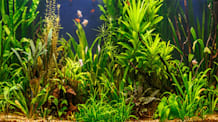 Choose & Care for Low-Light Aquarium Plants: Beginner's Guide