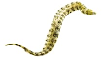Mastering Marine Eel Care: Tank Setup, Diet, & Compatibility