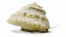 Saltwater Snail Care: Guide to a Healthy Reef Tank Cleanup Crew