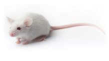 Ultimate Pet Mouse Care: Food, Habitat, Health & Training Guide