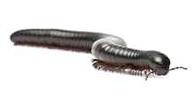 How to Care for Your Millipede: Habitat, Food & Health Essentials