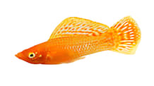 How to Care for Molly Fish: Tank, Food, & Compatibility Guide