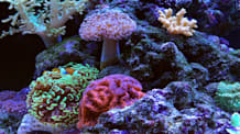 Nano Reef Tank Setup & Care: The Ultimate Marine Aquarium Guide