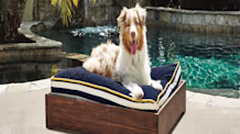 Beat the Heat: Best Dog Water Toys & Cooling Products for Summer