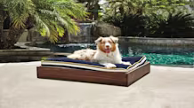 Upgrade Your Dog's Bed: When to Replace & How to Introduce It