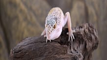 How to Spot an Overweight Leopard Gecko: Key Signs & What to Do