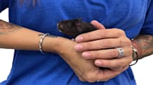 Tame Your Hamster: Simple Steps to Handle, Build Trust & Friendship