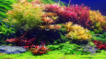 Grow Thriving Plants: Planted Aquarium Setup, Care & Benefits