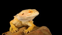 How to Safely Handle Reptiles: Stop Salmonella, Protect Your Family