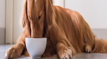 Probiotics for Dogs: Optimize Digestion & Immunity for Health