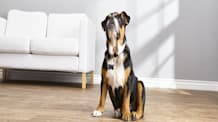 When to Start Puppy Training & Socialization: For a Happy Dog