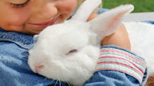Rabbit Facts & Care: Essential Tips for a Happy, Healthy Bunny
