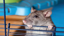 Pet Rats: Essential Care & Surprising Facts for Happy, Healthy Pets