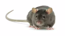 Ultimate Pet Rat Care Guide: Food, Habitat, Health & Happy Rat Tips