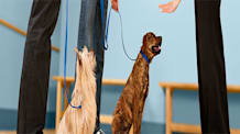 Puppy Training Regression: Why It Happens & How to Get Back on Track